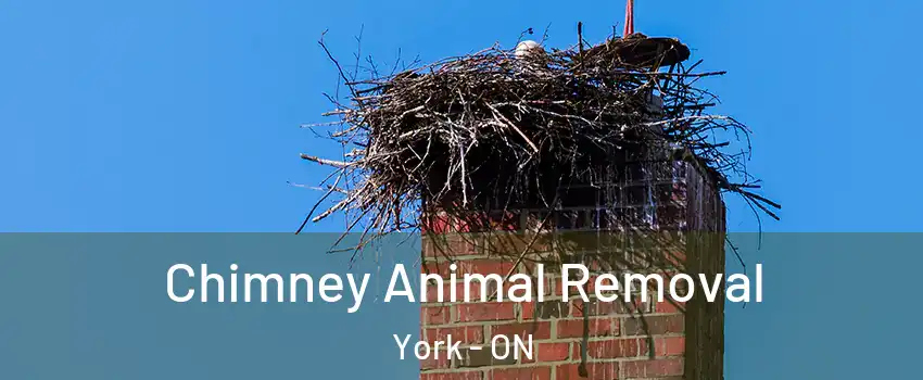 Chimney Animal Removal York - ON