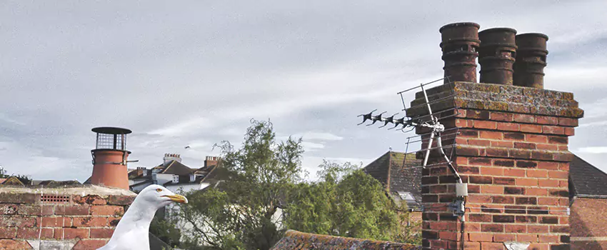 Chimney Cleaning And Restoration in York, Ontario
